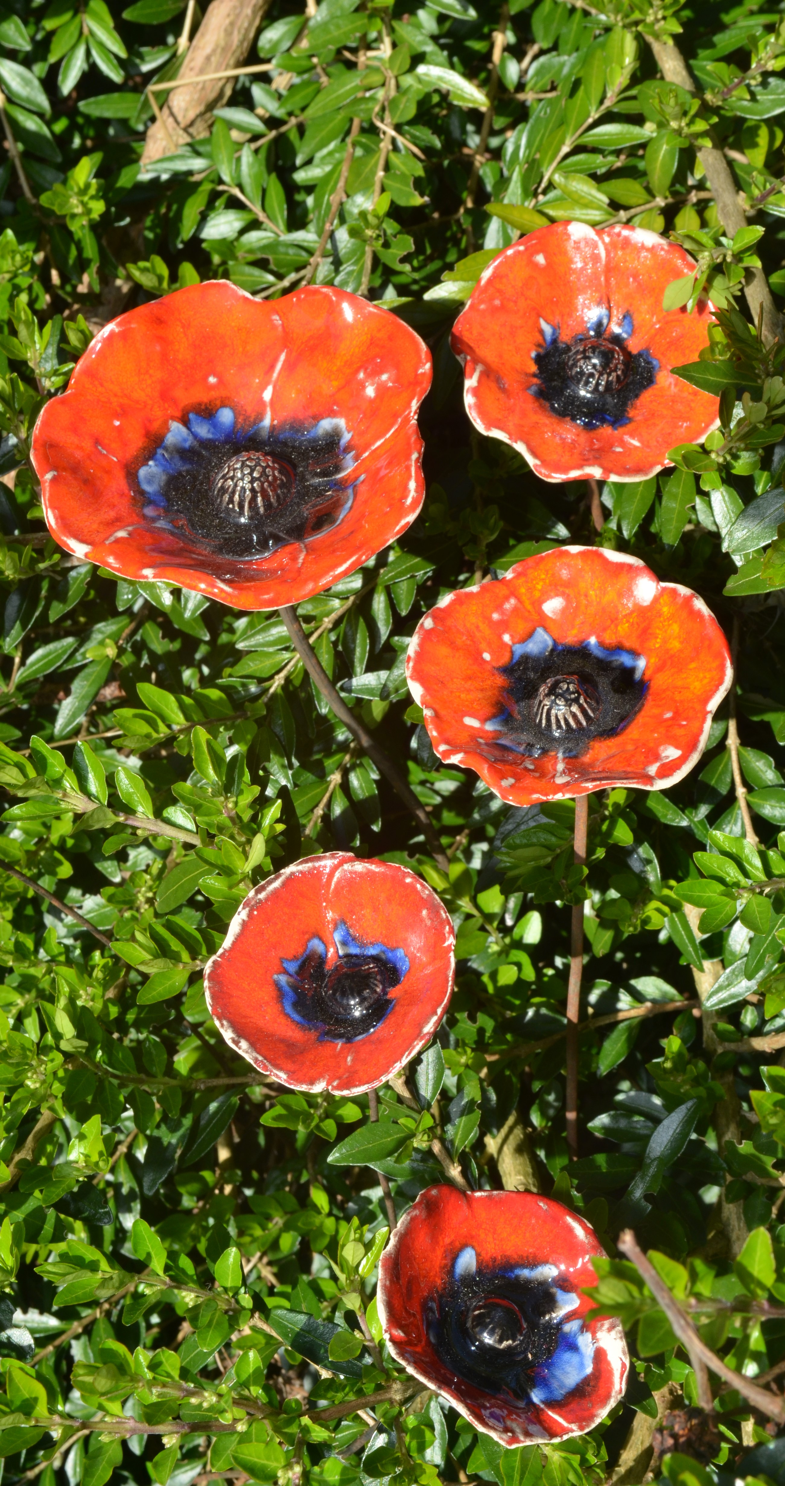 Prachtige klaprozen uit Litouwen